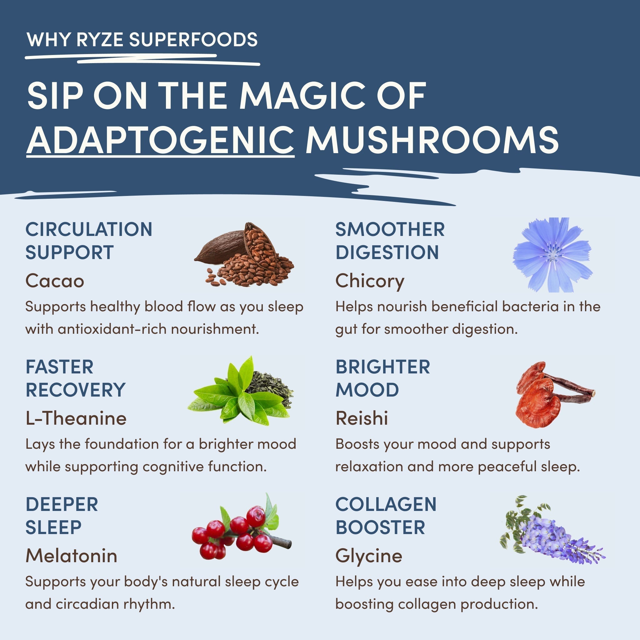 Mushroom Hot Cocoa (20 servings) K7